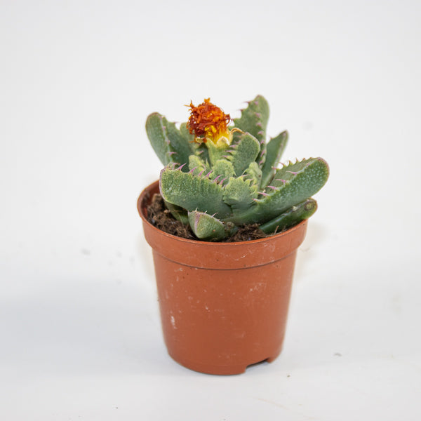 Faucaria Monstruoza Ø5.5cm H10cm