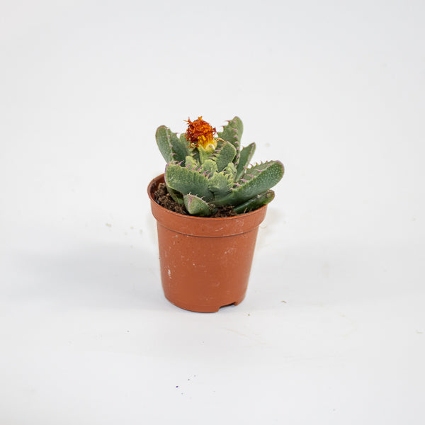 Faucaria Monstruoza Ø5.5cm H10cm