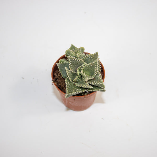 Faucaria Monstruoza Ø5.5cm H10cm