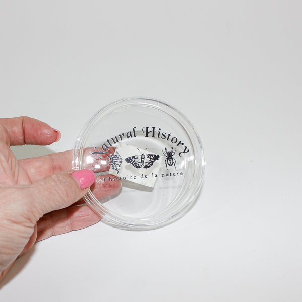 Petri Dish Small (50Ml)