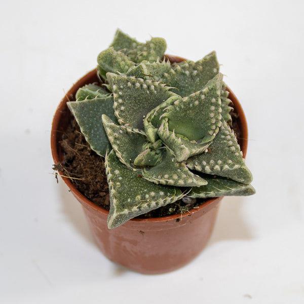 Faucaria Monstruoza Ø5.5cm H10cm