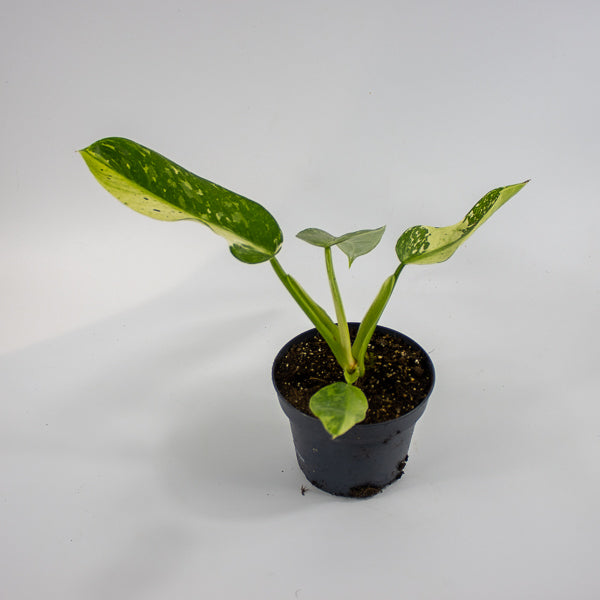 Philodendron Jose Bueno Ø12cm H30cm