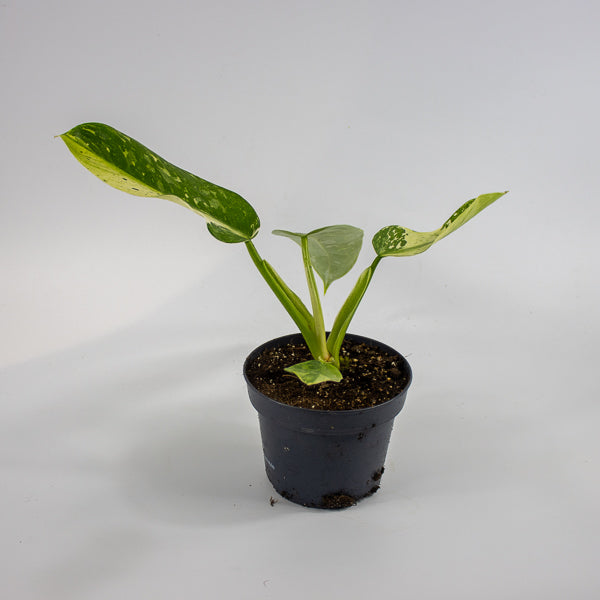 Philodendron Jose Bueno Ø12cm H30cm
