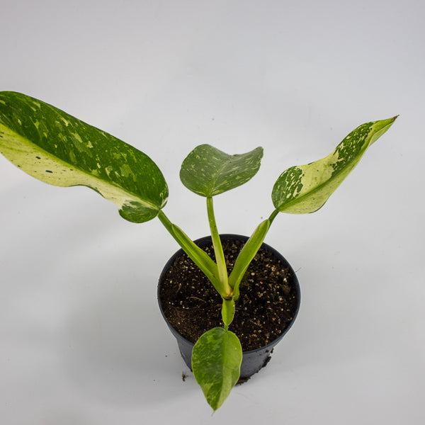 Philodendron Jose Bueno Ø12cm H30cm