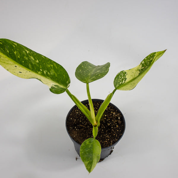 Philodendron Jose Bueno Ø12cm H30cm