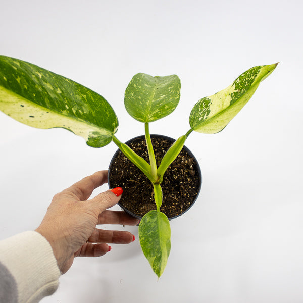 Philodendron Jose Bueno Ø12cm H30cm