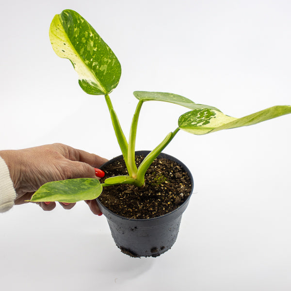 Philodendron Jose Bueno Ø12cm H30cm