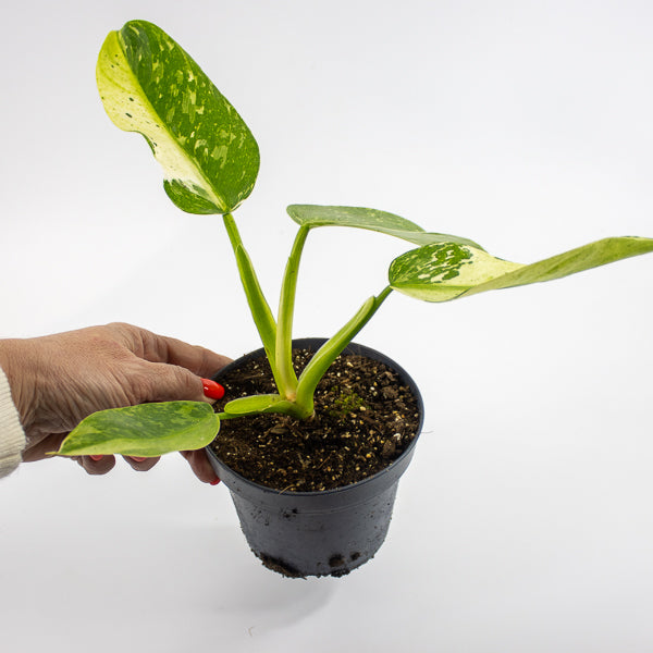 Philodendron Jose Bueno Ø12cm H30cm