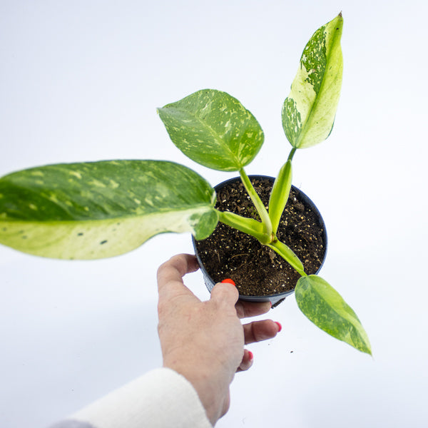 Philodendron Jose Bueno Ø12cm H30cm