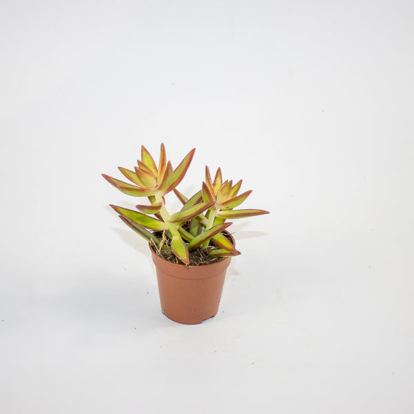 Chlorophytum orchidastrum Fire Flash Ø12cm H45cm