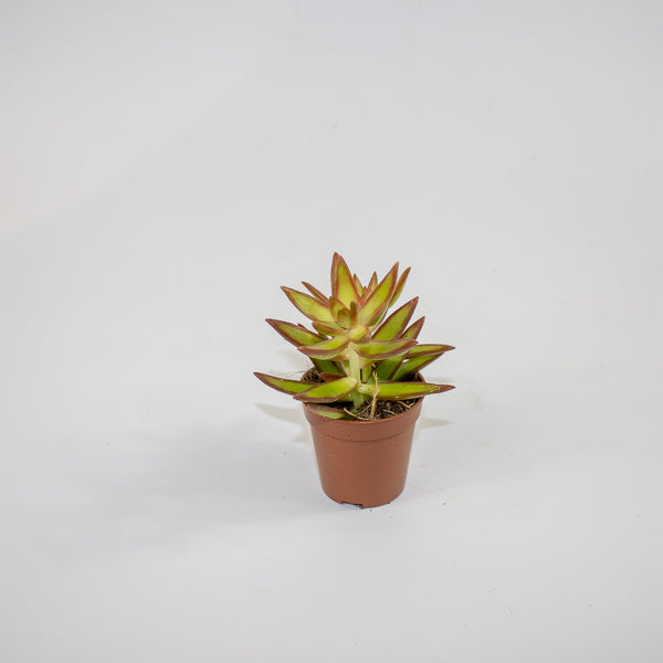 Chlorophytum orchidastrum Fire Flash Ø12cm H45cm