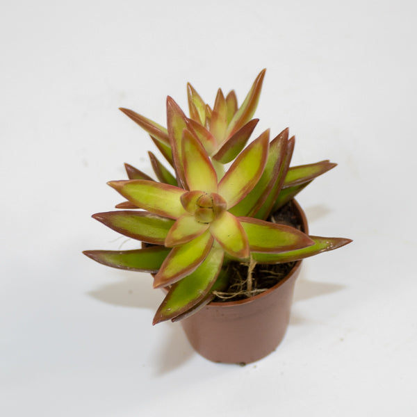 Chlorophytum orchidastrum Fire Flash Ø12cm H45cm