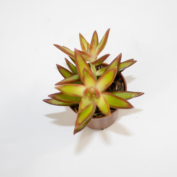 Chlorophytum orchidastrum Fire Flash Ø12cm H45cm