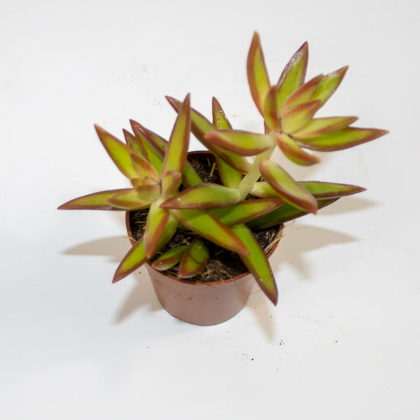 Chlorophytum orchidastrum Fire Flash Ø12cm H45cm