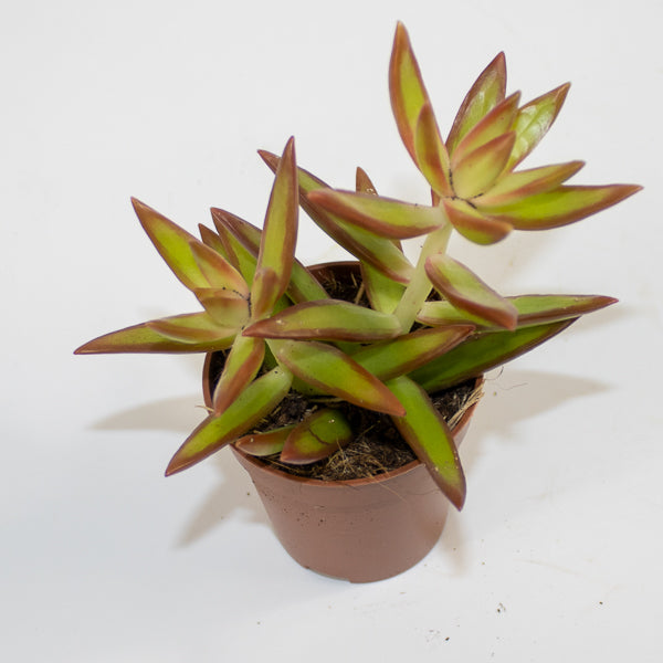 Chlorophytum orchidastrum Fire Flash Ø12cm H45cm