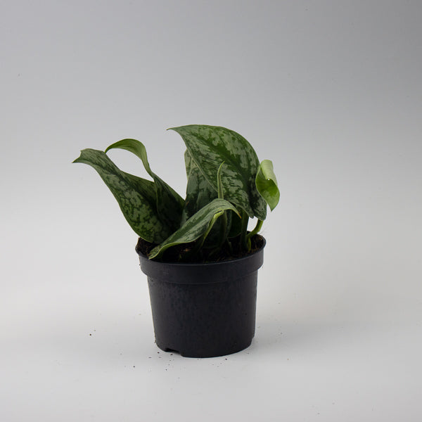 Scindapsus pictus Trebie Ø12cm H25cm