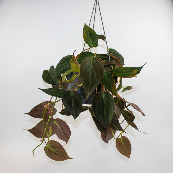 Philodendron scandens sub Micans Ø15cm H35cm