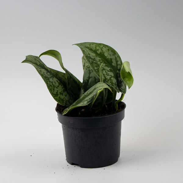 Scindapsus pictus Trebie Ø12cm H25cm