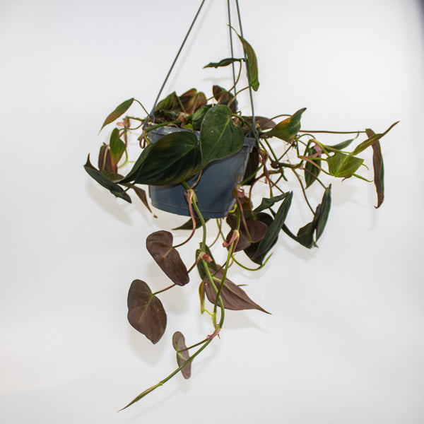 Philodendron scandens sub Micans Ø15cm H35cm