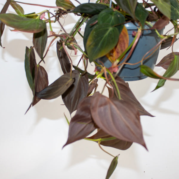 Philodendron scandens sub Micans Ø15cm H35cm