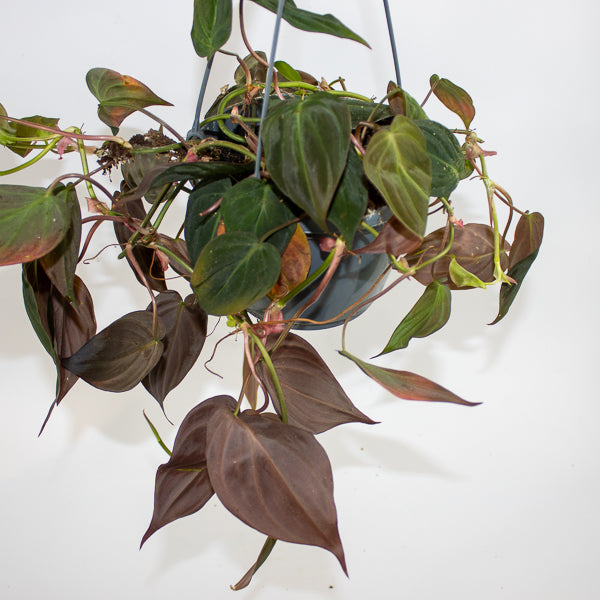 Philodendron scandens sub Micans Ø15cm H35cm