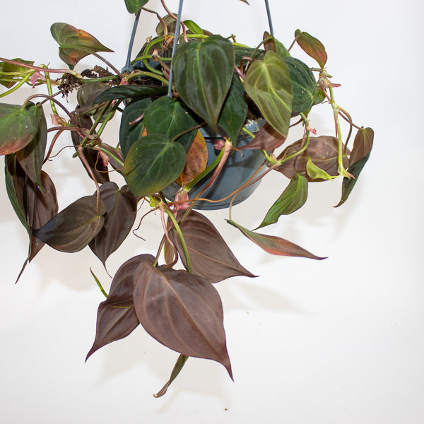 Philodendron scandens sub Micans Ø15cm H35cm
