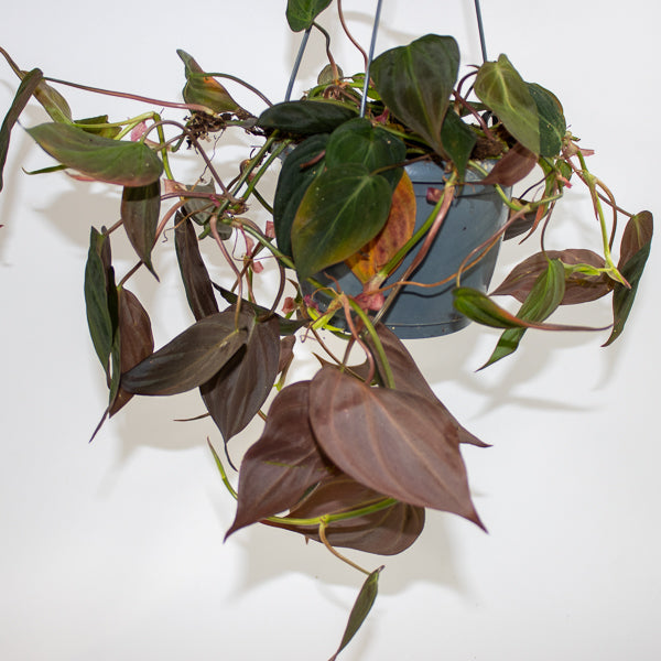Philodendron scandens sub Micans Ø15cm H35cm