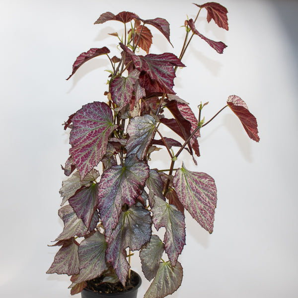 Begonia Two Face Ø14cm H60cm