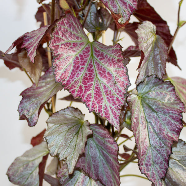 Begonia Two Face Ø14cm H60cm