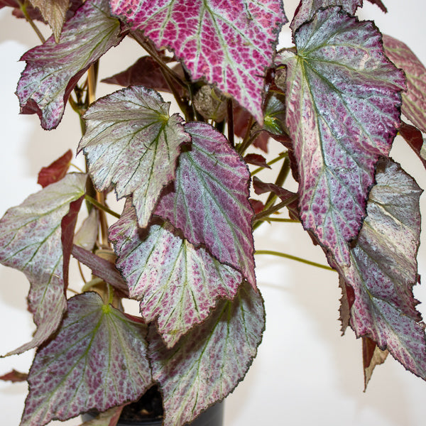 Begonia Two Face Ø14cm H60cm