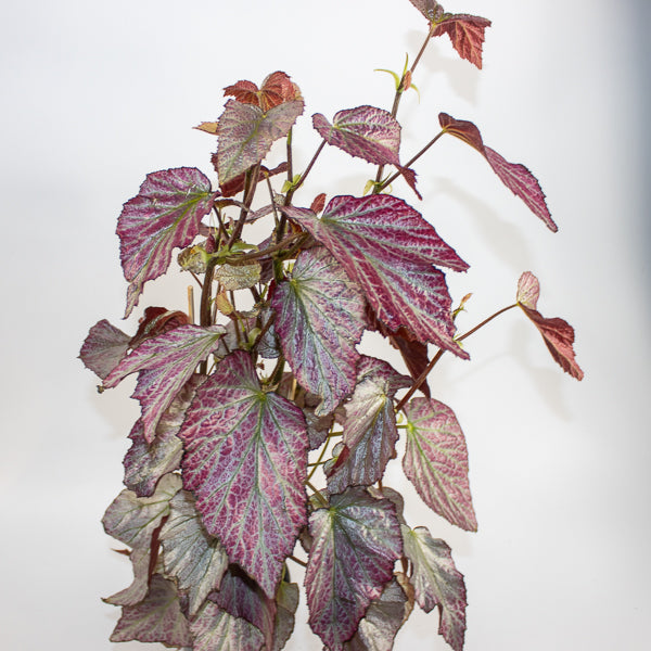 Begonia Two Face Ø14cm H60cm