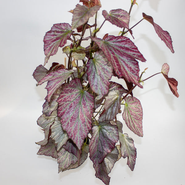 Begonia Two Face Ø14cm H60cm