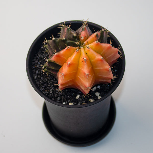 Gymnocalycum mix Variegated Ø10cm H17cm