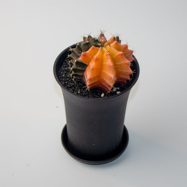Gymnocalycum mix Variegated Ø10cm H17cm