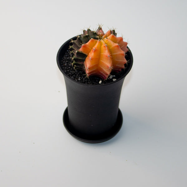 Gymnocalycum mix Variegated Ø10cm H17cm