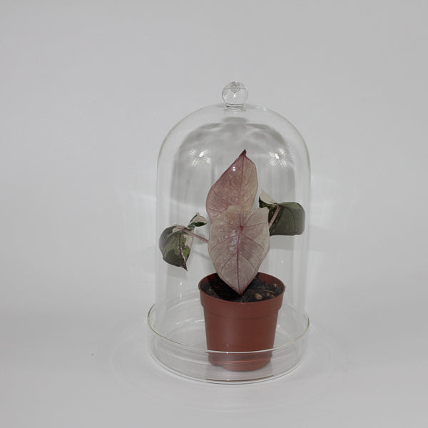 Glass Dome With Saucer Small