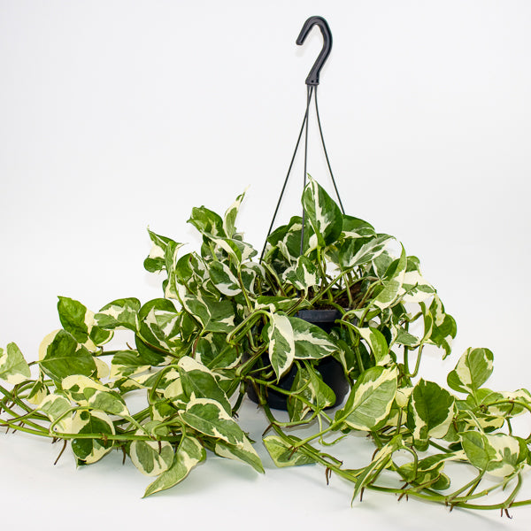 Epipremnum aureum Njoy Ø17cm H25cm