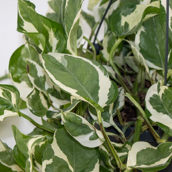 Epipremnum aureum Njoy Ø17cm H25cm