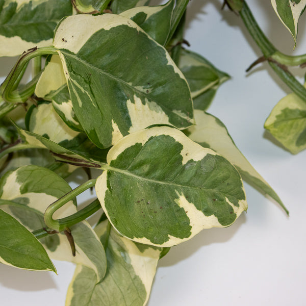 Epipremnum aureum Njoy Ø17cm H25cm