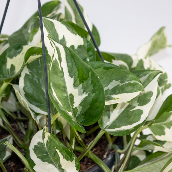 Epipremnum aureum Njoy Ø17cm H25cm