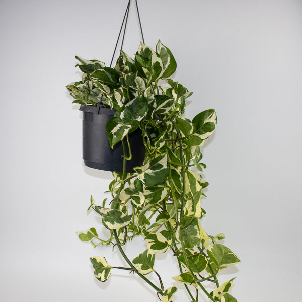 Epipremnum aureum Njoy Ø17cm H25cm