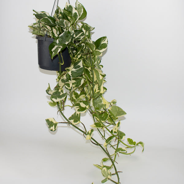 Epipremnum aureum Njoy Ø17cm H25cm