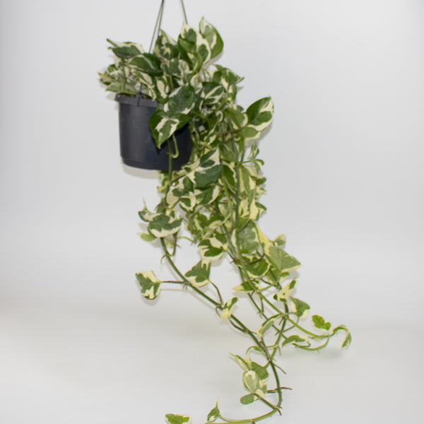 Epipremnum aureum Njoy Ø17cm H25cm