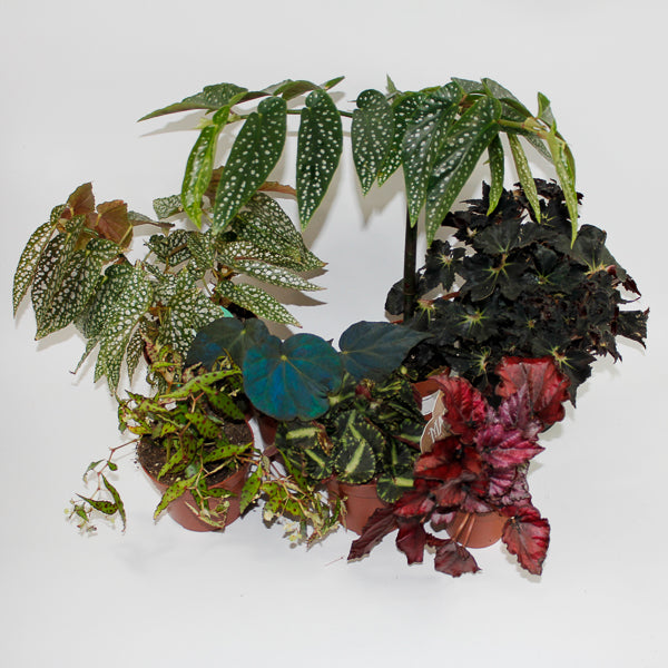Bimonthly Begonia Subscription