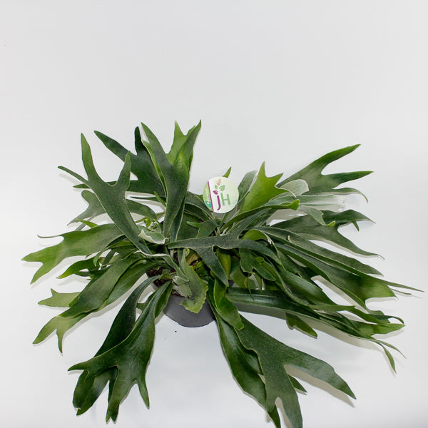 Platycerium Bifurcatum Ø17cm H40cm