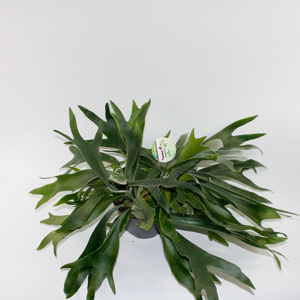 Platycerium Bifurcatum Ø17cm H40cm