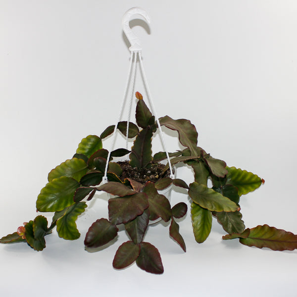 Rhipsalis elliptica (hanging plant) Ø18cm