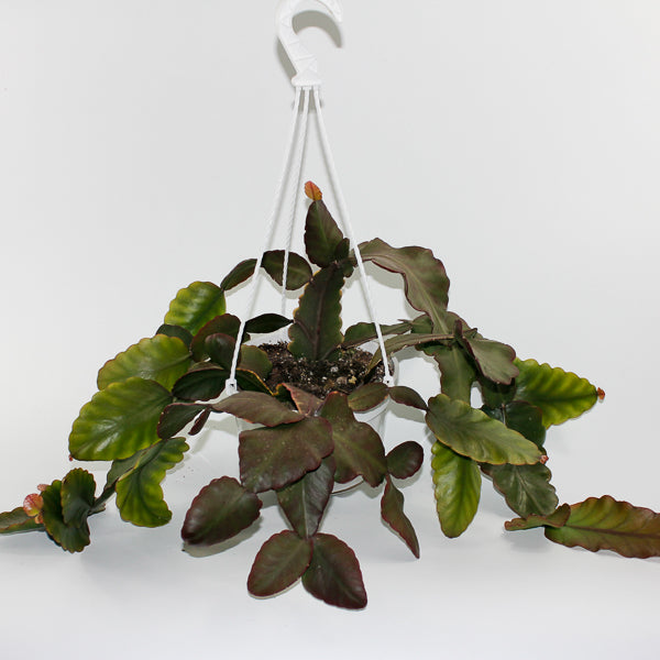 Rhipsalis elliptica (hanging plant) Ø18cm
