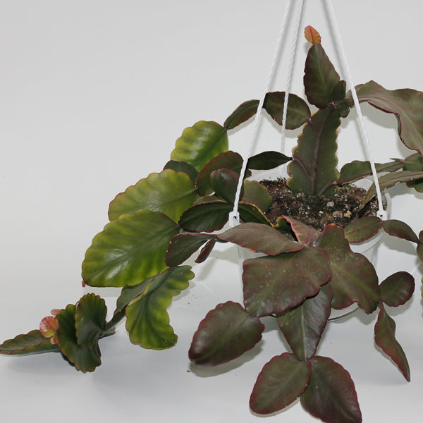 Rhipsalis elliptica (hanging plant) Ø18cm