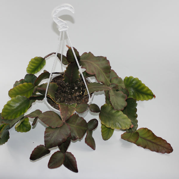 Rhipsalis elliptica (hanging plant) Ø18cm